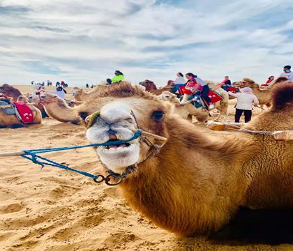 寧夏銀川+沙湖生態旅游區+鎮北堡西部影城+沙坡頭3日2晚跟團游