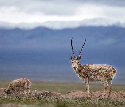可可西里自然保護區+察爾汗鹽湖+萬丈鹽橋+翡翠湖+莫高窟+鳴沙山月牙泉+嘉峪關關城+張掖七彩丹霞旅游景區+青海湖+茶卡鹽湖+烏素特水上雅丹地質公園+東臺吉乃爾湖9日8晚私家團