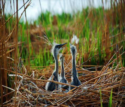 寧夏銀川+中衛(wèi)7日6晚跟團(tuán)游