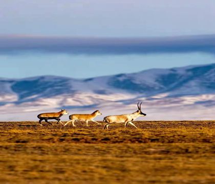中國青海格爾木可可西里自然保護區一日活動【一單一團輕奢小團SUV私人訂制獨立發團+可可西里拍照旅行】線路推薦